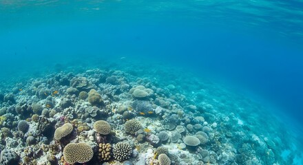 Fototapeta premium Vibrant coral reef teeming with life, showcasing a serene underwater landscape of various coral formations.