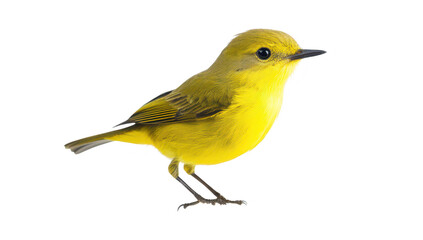 A yellow songbird perched gracefully against a stark white background. its delicate features and lively colors. ideal for nature-themed projects and wildlife education
