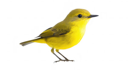 A yellow songbird perched gracefully against a stark white background. its delicate features and lively colors. ideal for nature-themed projects and wildlife education