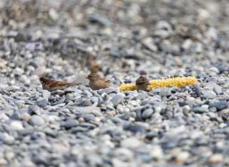 Three birds are eating from a yellow object on a rocky beach