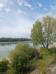 Lush Green Trees along the Danube Riverside