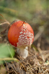 Red fly agaric mushroom in autumn forest