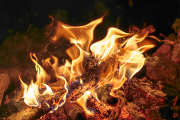 Close-up of campfire flames burning wood at night