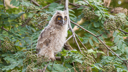 great horned owl