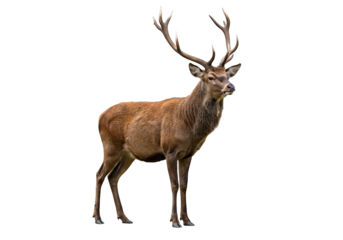 Majestic red deer stag isolated on transparent background, wild animal with antlers PNG
