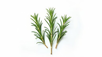 Centered rosemary cluster minimal header