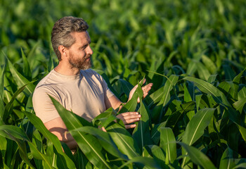Agricultural cornfield harvest season. Countryside farming. Man harvesting crop field. Harvest man...