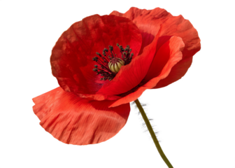Red poppy flower isolated on transparent background, closeup of a single bloom