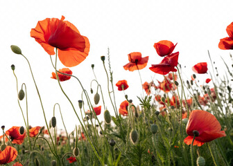 Obraz premium Beautiful red poppy flowers isolated on transparent background in summer field