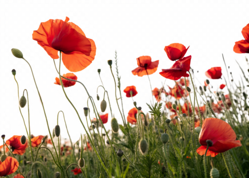 Beautiful red poppy flowers isolated on transparent background in summer field - Powered by Adobe