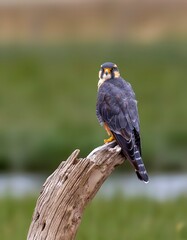 bird of prey