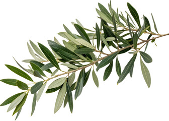 Olive branch with green leaves isolated on transparent background in close up view