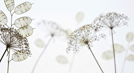 Minimalist Nature: Delicate Dried Plants Against Soft White Background. Autumn winter dried plant composition