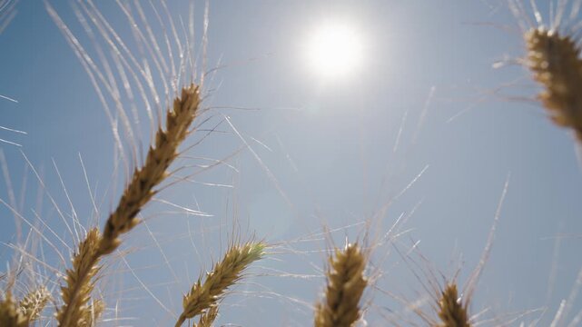 born emerging grain wheat. global farm work. field golden wheat against sky. wheat sun. agriculture concept. rich harvest ear grow wheat. abundance grown crop outside. economic industry young grain