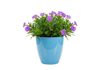 Isolated calibrachoa flowers in blue pot, beautiful blossoms, fresh, colorful petunias