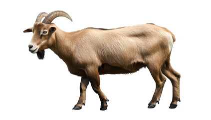A majestic goat standing gracefully on a white background. its strong physique and curved horns. ideal for agricultural or wildlife-themed projects