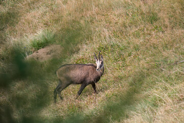 chamois female, rupicapra rupicapra, on a mountain meadow at a autumn day 