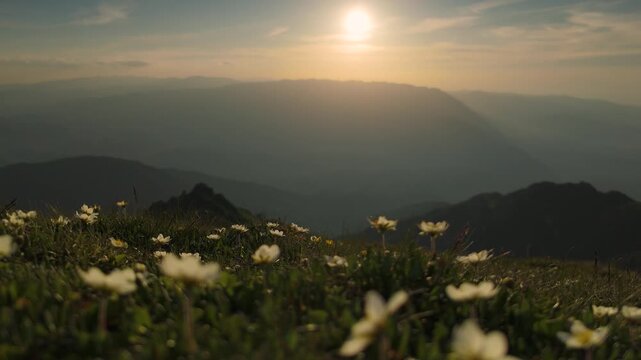 In the alpine meadows of the Bucegi Mountains, a carpet of mountain avens (Dryas octopetala) sways gently in the evening wind under the golden light of sunset and the distant Piatra Craiului Mountains