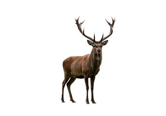 Isolated Majestic Red Deer Stag with Large Antlers Standing Proudly and Facing Camera