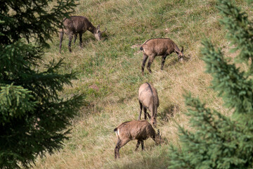 chamois female, rupicapra rupicapra, on a mountain meadow at a autumn day 
