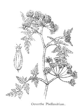 Oenanthe, hemlock water-dropwort, flowering plant in the carrot family, old vintage illustration, 1892