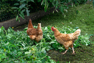 Brown free-range layers roam in an open coop.