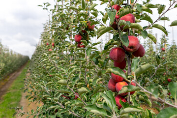 Close-up of ripe red apples on tree branches