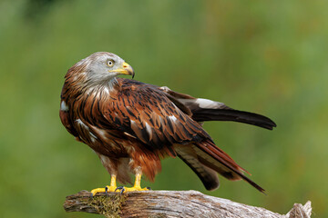 Red Kite (Milvus milvus) looking around for food and  flying in Gelderland in the Netherlands