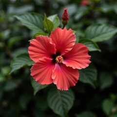 Vibrant Red Hibiscus Flower Surrounded by Green Foliage in Nature