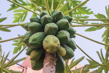 Papaya fruits on tree, green and unripe. Tropical exotic fruit close-up with natural leaves and sky background. Organic farming, agriculture, healthy food and tropical plant concept.