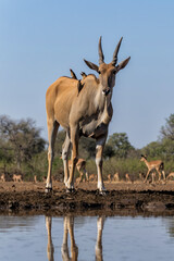 Fototapeta premium Common eland antelope (Taurotragus oryx) female comming for a drink at a waterhole in Mashatu Game Reserve in the Tuli Block in Botswana