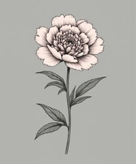Elegant Hand-Drawn Peony Flower Illustration on Gray Background