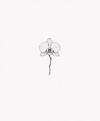 Elegant Black and White Line Drawing of a Single Orchid Flower