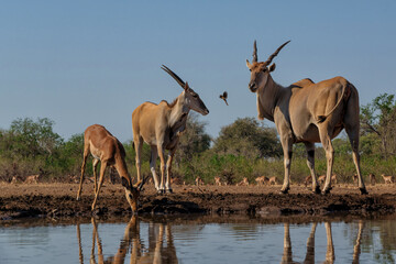 Common eland antelope (Taurotragus oryx) female comming for a drink at a waterhole in Mashatu Game Reserve in the Tuli Block in Botswana