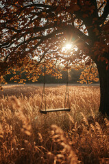 Swing hanging from a tree surrounded by golden grasses under a warm sunset in a peaceful field