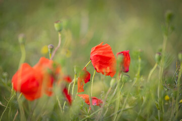 Pretty poppies in bloom, with a shallow depth of field