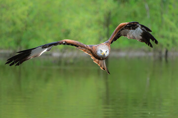 Red Kite (Milvus milvus) looking around for food and  flying in Gelderland in the Netherlands