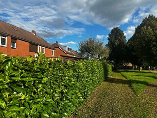Cherry laurel hedge. Dense evergreen hedge along suburban brick houses with green lawn and blue...