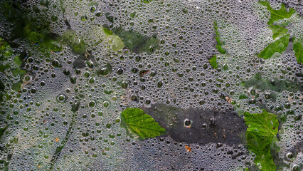 Bubbles on the surface of the pond.