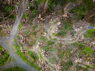 Top-down view showing habitat destruction and land clearing for agriculture