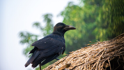 A crow sitting outdoors in natural light. Represents common Indian wildlife, urban birds, and nature photography.