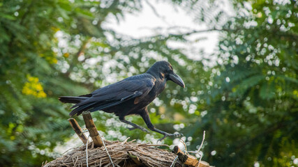 A crow sitting outdoors in natural light. Represents common Indian wildlife, urban birds, and nature photography.