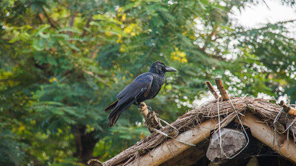 A crow sitting outdoors in natural light. Represents common Indian wildlife, urban birds, and nature photography.