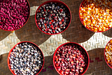Native Corn from Oaxaca