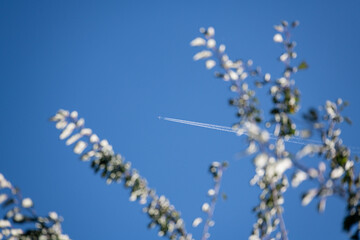 A holiday and vacation image with a passenger jet high above a softly focused tree. Strong get away concept. Air travel