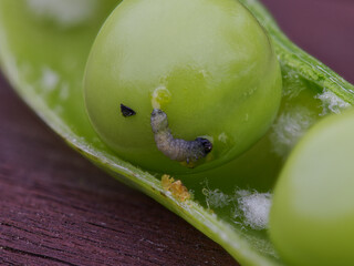 A ball of green peas with a crawling worm