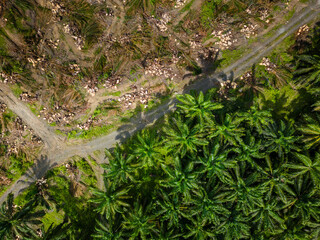 Drone view of deforestation for palm oil agriculture in the rainforest of Borneo