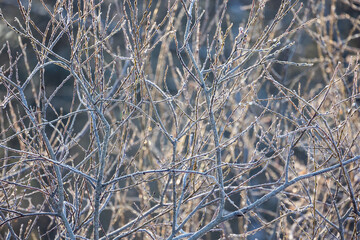 A close-up of frost-coated twigs and leafless branches bathed in soft morning light