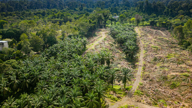 Deforestation in Sabah, Malaysia, showing land cleared for palm oil production