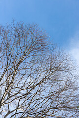 Leafless tree branches stretch upward against a crisp blue sky